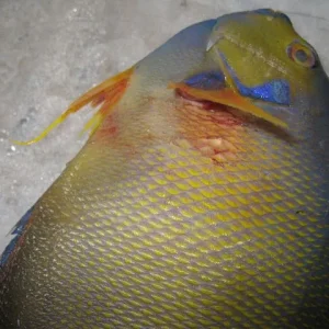 Aquarium-Fischbecken-Holacanthus ciliaris - Diadem- Prachtkaiserfisch-16.1.09-009.jpg