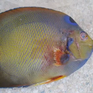 Aquarium-Fischbecken-Holacanthus ciliaris - Diadem- Prachtkaiserfisch-16.1.09-010JPG.jpg