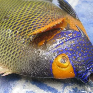 Aquarium-Fischbecken-Pomacanthus xanthometopon - Blaukopf - Kaiserfisch-20.1.09-012.jpg