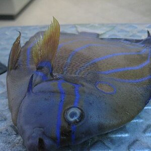 Aquarium-Fischbecken-Pomacanthus annularis - Ringkaiserfisch-15.1.09-003.jpg