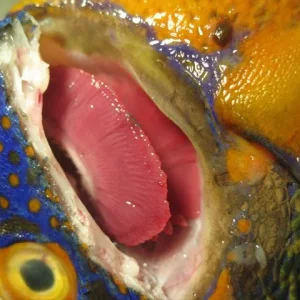 Aquarium-Fischbecken-Pomacanthus xanthometopon - Blaukopf - Kaiserfisch-20.1.09-021.jpg