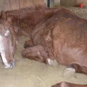 CIMG8479 - Kopie (2).jpg