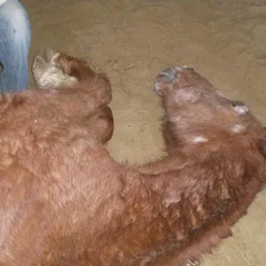 CIMG8488 - Kopie.jpg