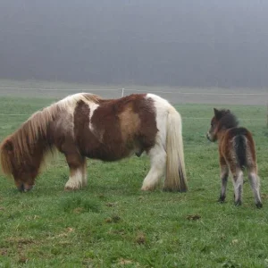 CIMG9183 - Kopie.jpg