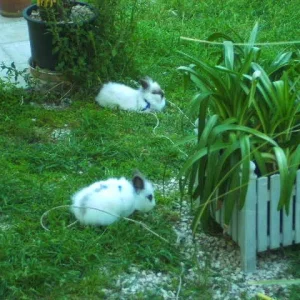 Lissi & Cleo im Gras 24.04.09.jpg