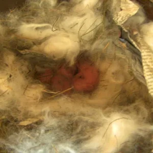 Lissi  Babies  26.04.09 13,30 geboren.jpg