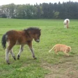 CIMG9523 - Kopie.jpg