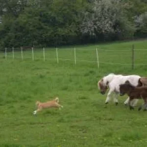 CIMG9586 - Kopie (2).jpg