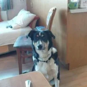 Robert Handy 012.jpg