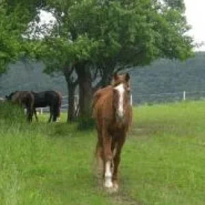 CIMG9973 - Kopie.jpg