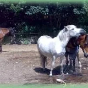 Gauner schubst Joschi beim Duschen!.jpg