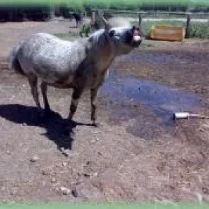 Gauner hat mega Spaß.jpg