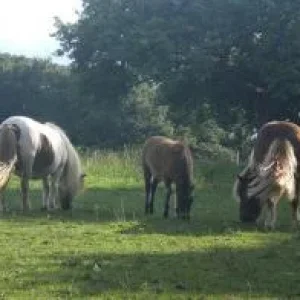 CIMG0734 - Kopie.jpg