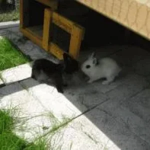 Wuschel und Schneeflöckchen.jpg