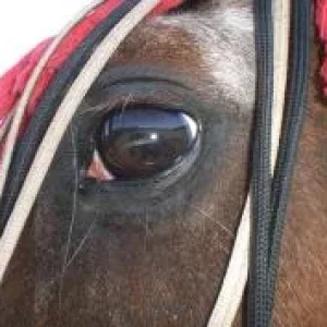 CIMG1091 - Kopie.jpg