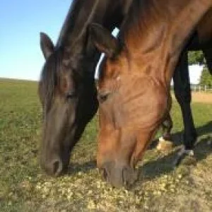 CIMG1211 - Kopie.jpg