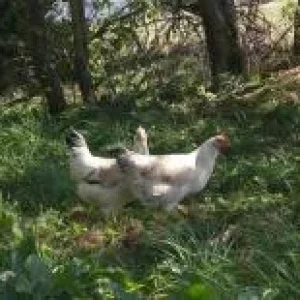 CIMG1166 - Kopie.jpg