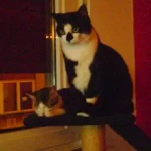 nala und ronja 007.jpg