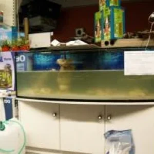 Medium 'truebe.jpg' in der Kategorie 'Das Aquarium'