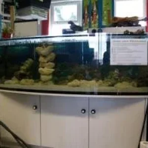 Medium 'ersteLS.jpg' in der Kategorie 'Das Aquarium'