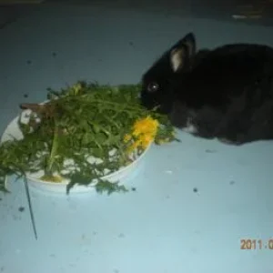 Rabbits 009.jpg