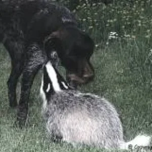 Diggi hat eine Neuigkeit_01.jpg