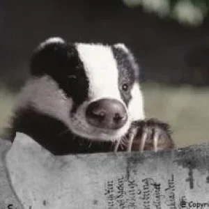 Diggi hat eine Neuigkeit_05.jpg