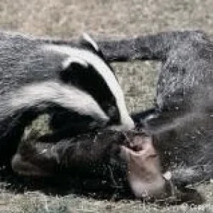 Diggi hat eine Neuigkeit_08.jpg