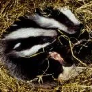 Actaeon´s Pflegekinder-die ersten Tage_01.jpg