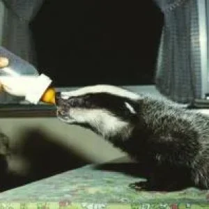 Actaeon´s Pflegekinder-die ersten Tage_02.jpg