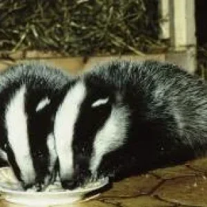 Actaeon´s Pflegekinder-die ersten Tage_04.jpg