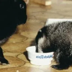 Actaeon´s Pflegekinder-die ersten Tage_06.jpg