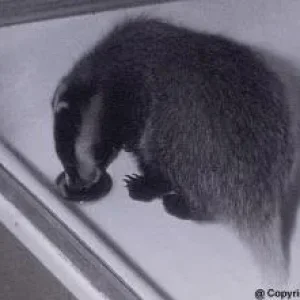 Actaeon´s Pflegekinder- 2. Kleine Überraschungen_02.jpg