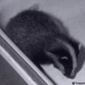 Actaeon´s Pflegekinder- 2. Kleine Überraschungen_03.jpg