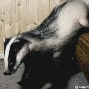 Actaeon´s Pflegekinder- 2. Kleine Überraschungen_04.jpg