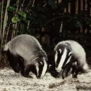 Actaeon´s Pflegekinder- 2. Kleine Überraschungen_05.jpg