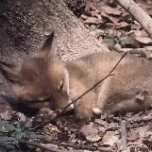 Actaeon´s Pflegekinder- 2. Kleine Überraschungen_06.jpg