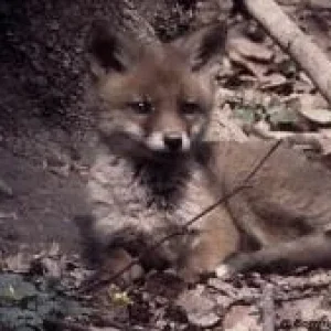 Actaeon´s Pflegekinder- 2. Kleine Überraschungen_08.jpg