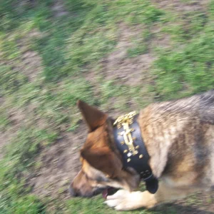 Stachelbänder 002.JPG