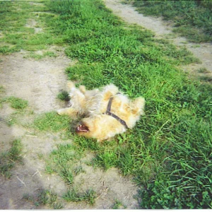 scotty affentanz.jpg