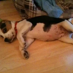 Foto (6) - Kopie.JPG