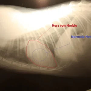 Herz.JPG