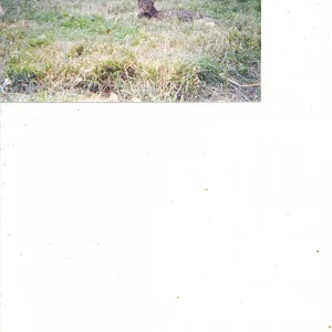 boomer, shrek mona.jpg