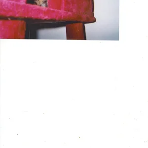 Mona  Kratzbaum 2.jpg