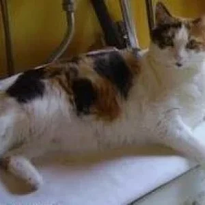 Tiigy auf der Wama.jpg