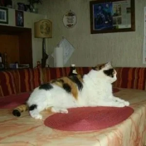 Tiggy als Tischdeko.JPG