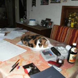 Tiggy auf Buchhaltung.JPG