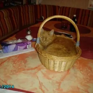 Sissi im Brotkörbchen.JPG