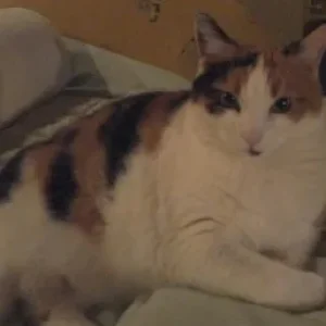 schönes Bild von Tiggy.JPG