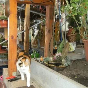 Tiggy auf dem Mäuerchen.JPG